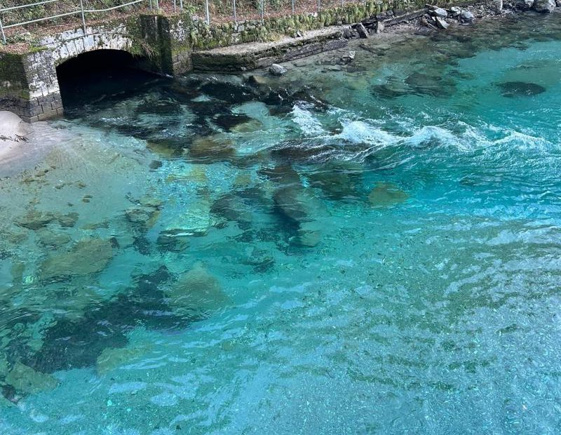 Pescatori a mosca orobici ASD pesca a mosca a bergamo club di pesca